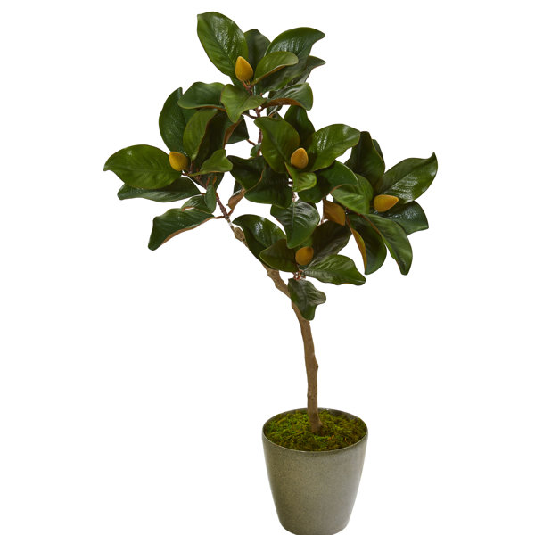 Gracie Oaks 41'' Faux Magnolia Tree in Planter Wayfair
